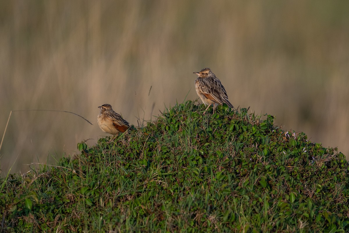 Rufous-naped Lark - ML641844766