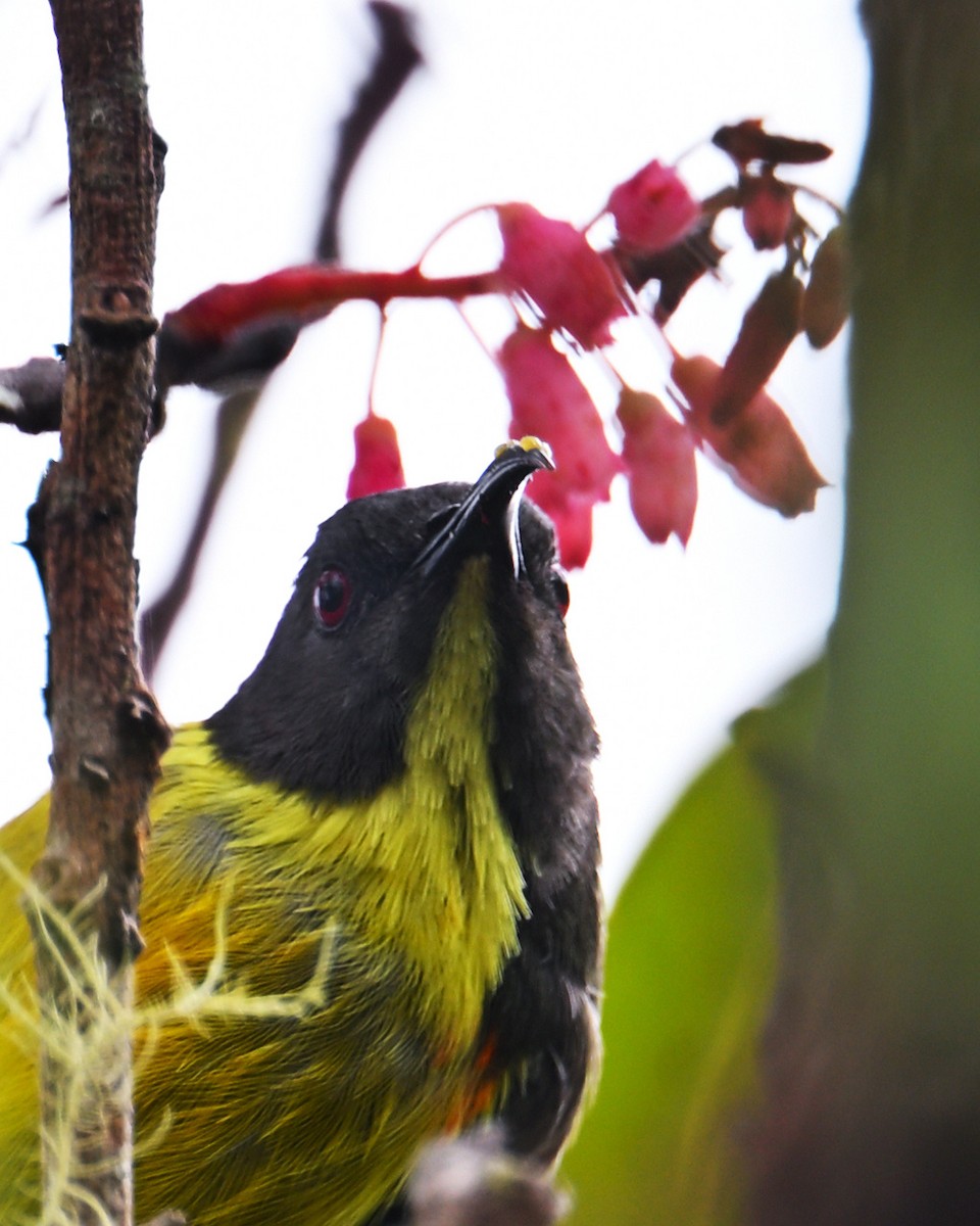 Tboli Sunbird - ML641844767