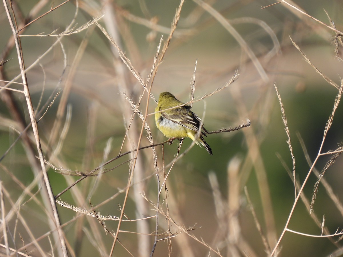 Lesser Goldfinch - ML641844770