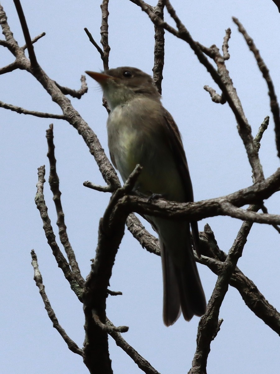 Eastern Wood-Pewee - ML641844775