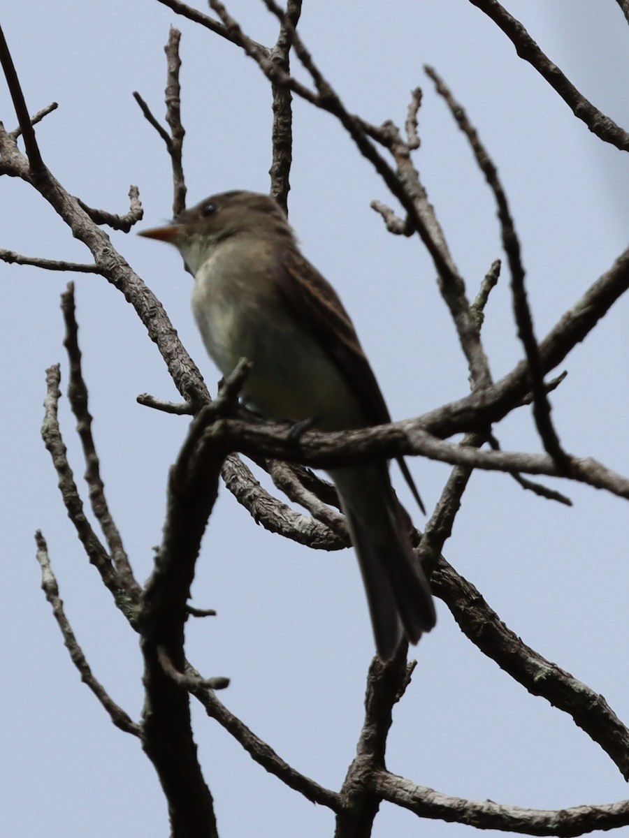 Eastern Wood-Pewee - ML641844777
