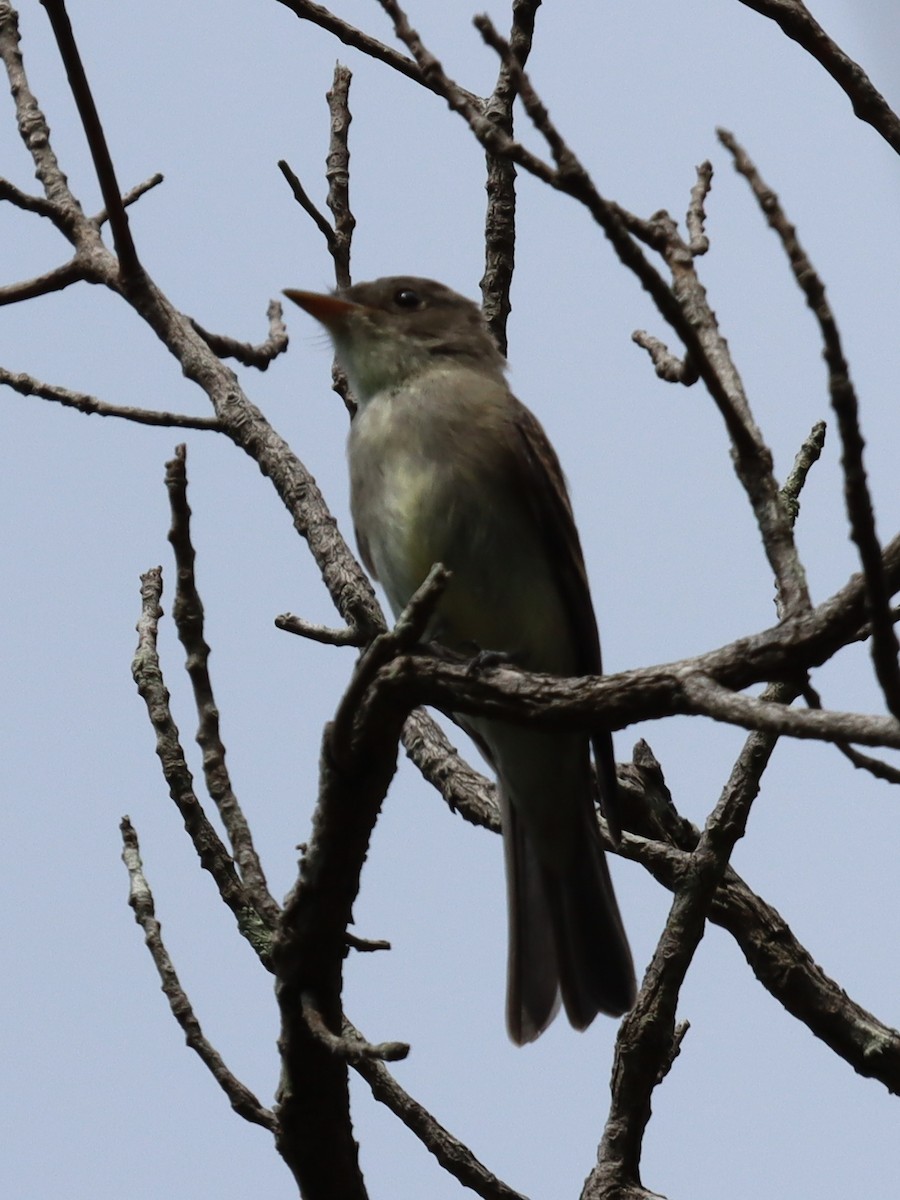 Eastern Wood-Pewee - ML641844778