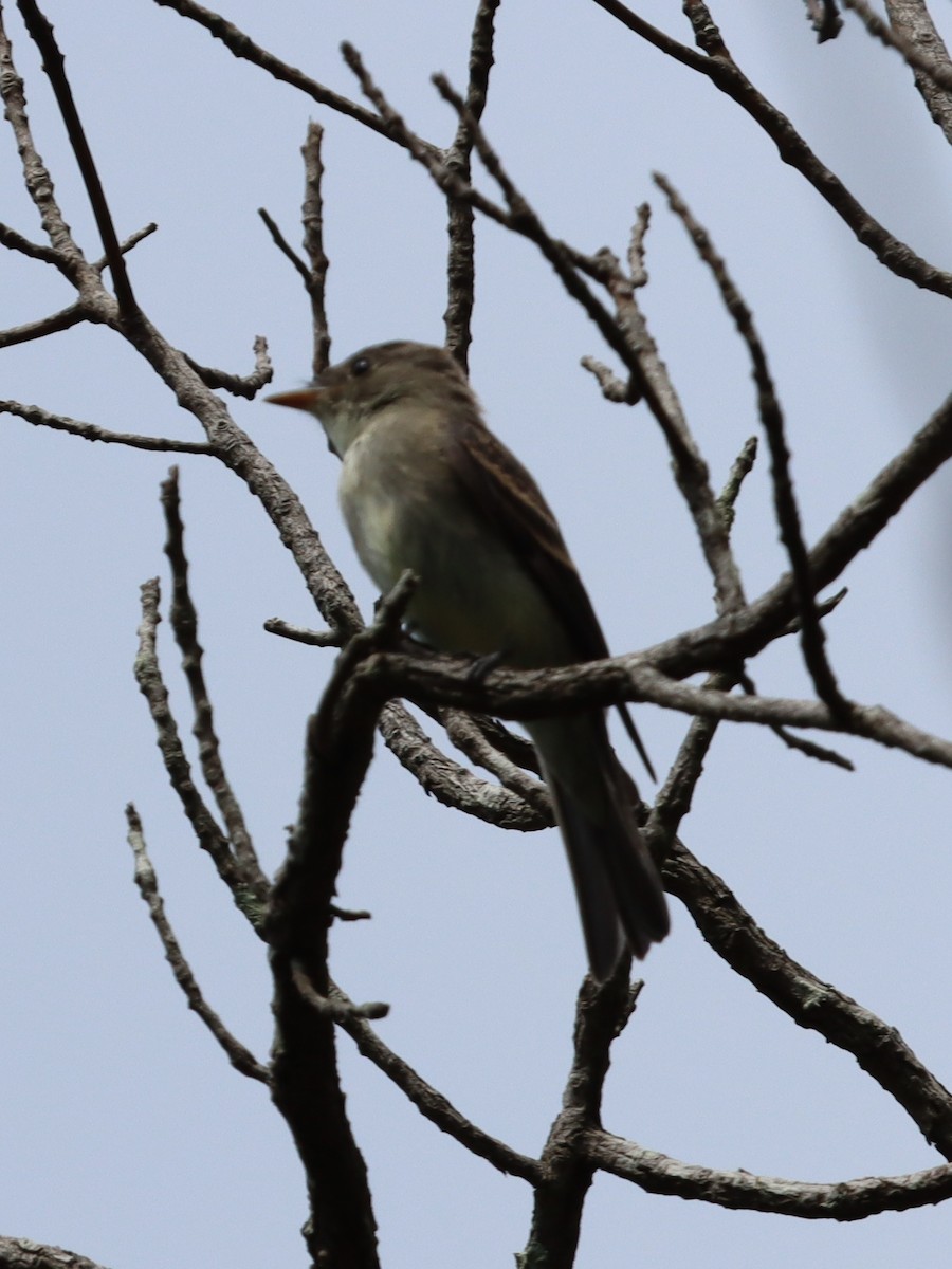 Eastern Wood-Pewee - ML641844779
