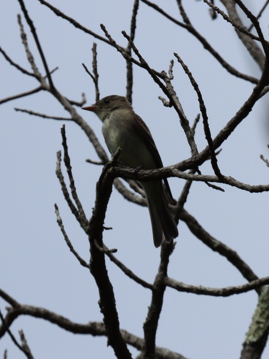 Eastern Wood-Pewee - ML641844780