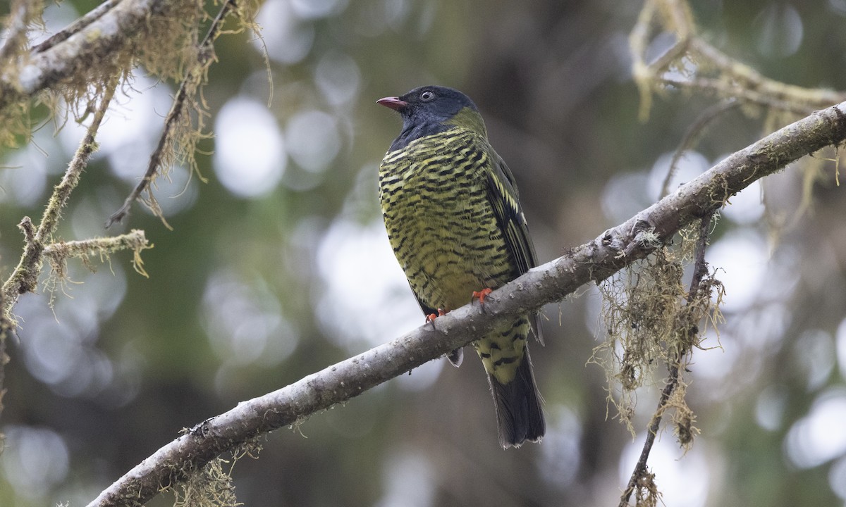 Barred Fruiteater - ML641844793