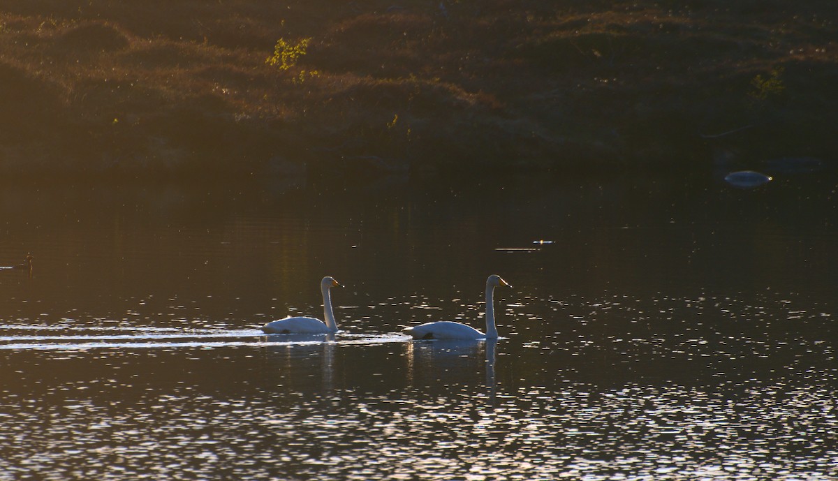 Whooper Swan - ML641844799