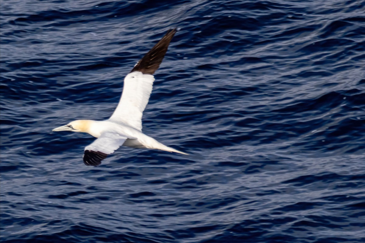 Northern Gannet - ML641844801