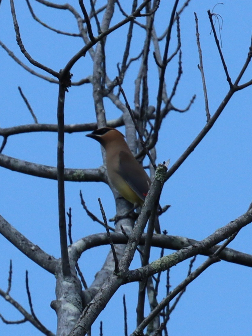 Cedar Waxwing - ML641844815