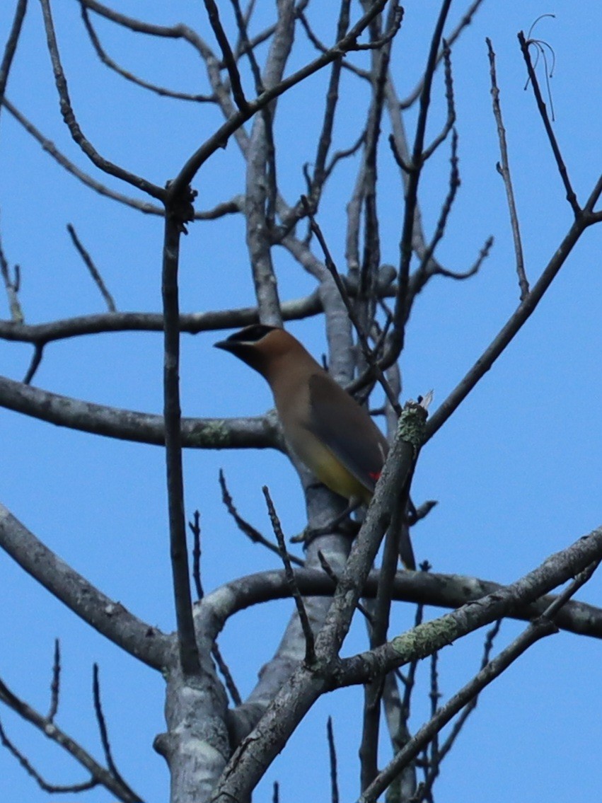 Cedar Waxwing - ML641844816
