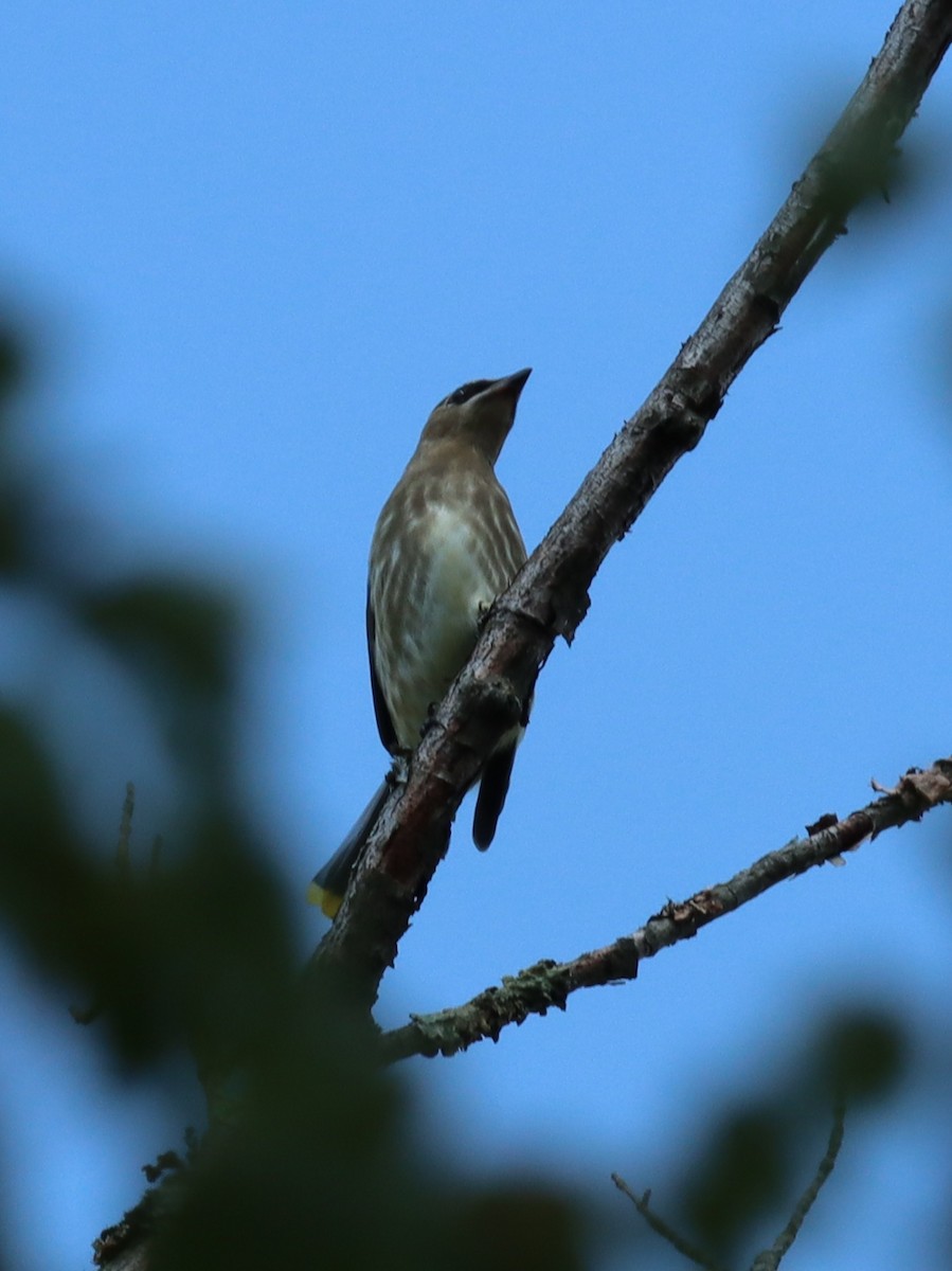 Cedar Waxwing - ML641844817