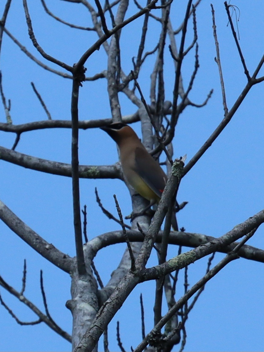 Cedar Waxwing - ML641844819