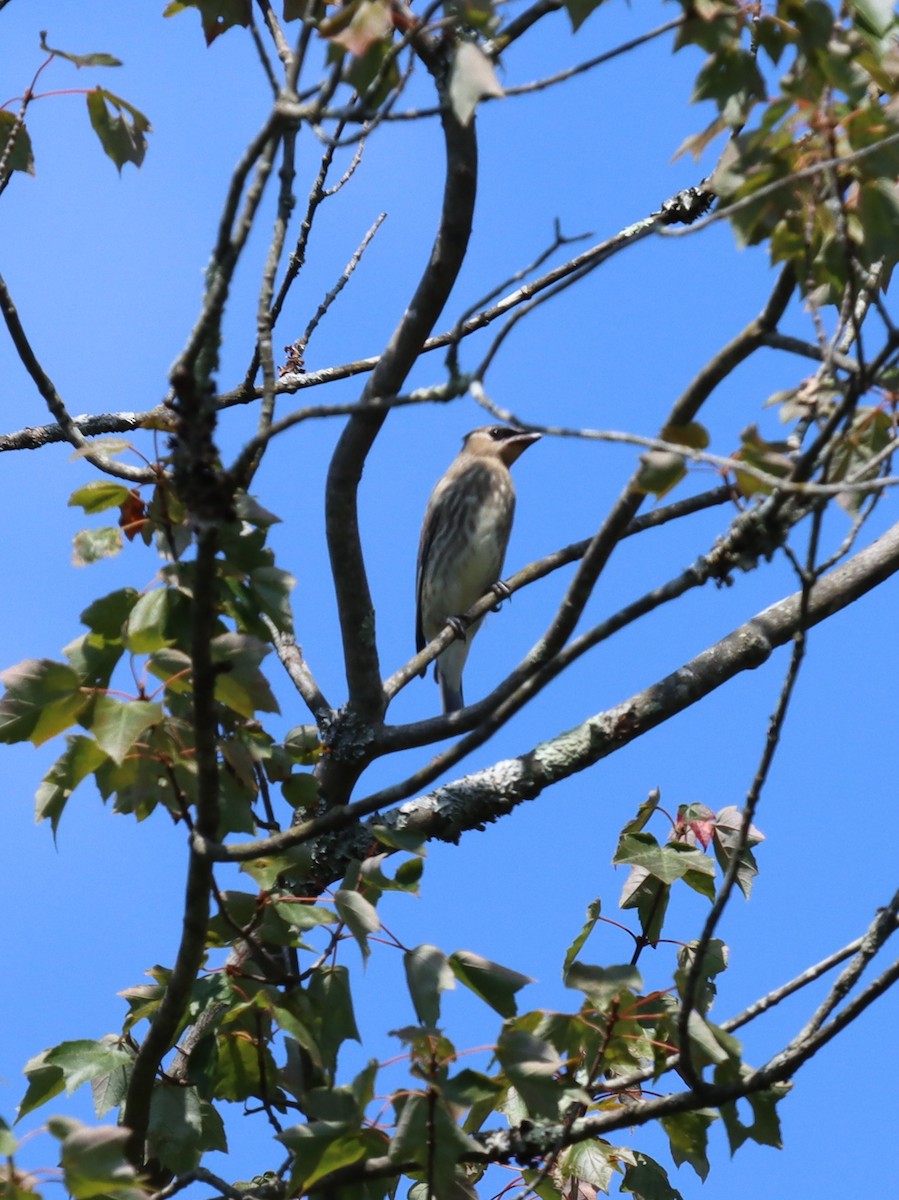 Cedar Waxwing - ML641844820