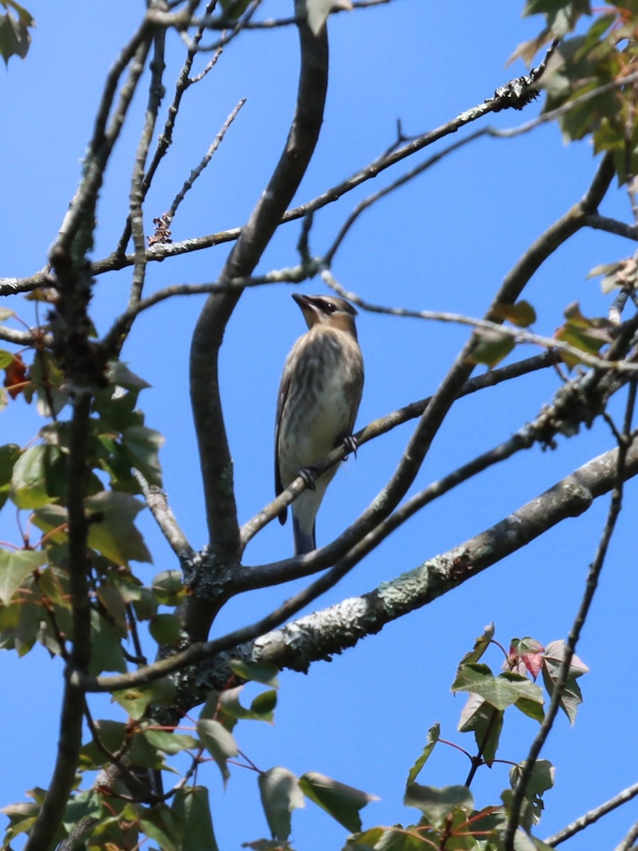 Cedar Waxwing - ML641844821