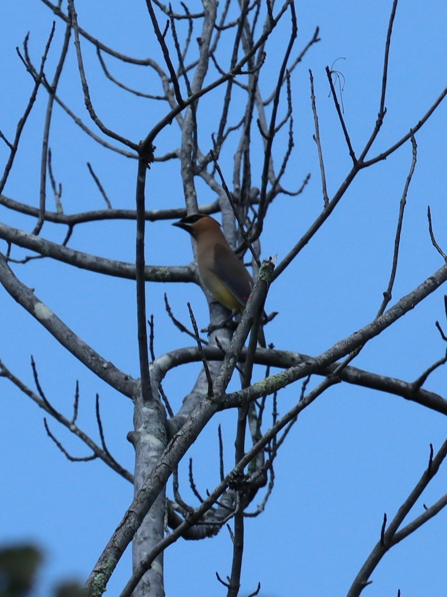 Cedar Waxwing - ML641844822