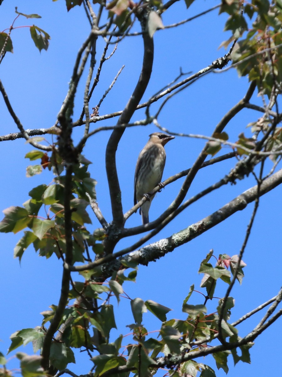 Cedar Waxwing - ML641844823