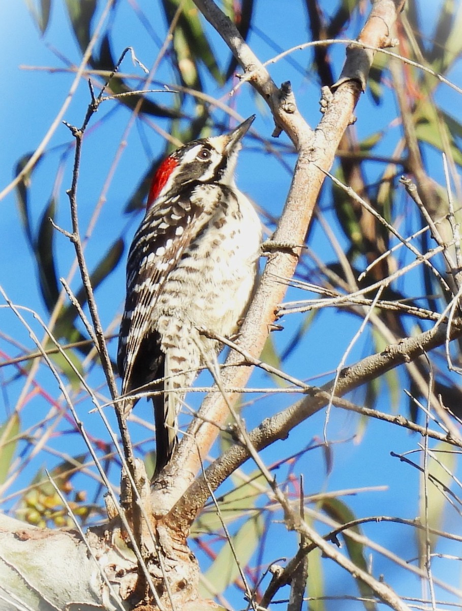 Nuttall's Woodpecker - ML641844839