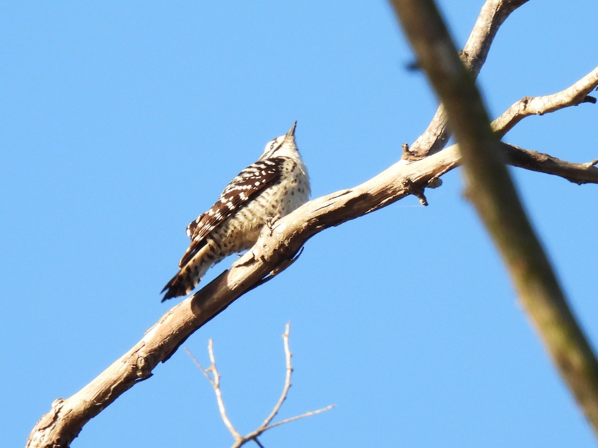 Nuttall's Woodpecker - ML641844840