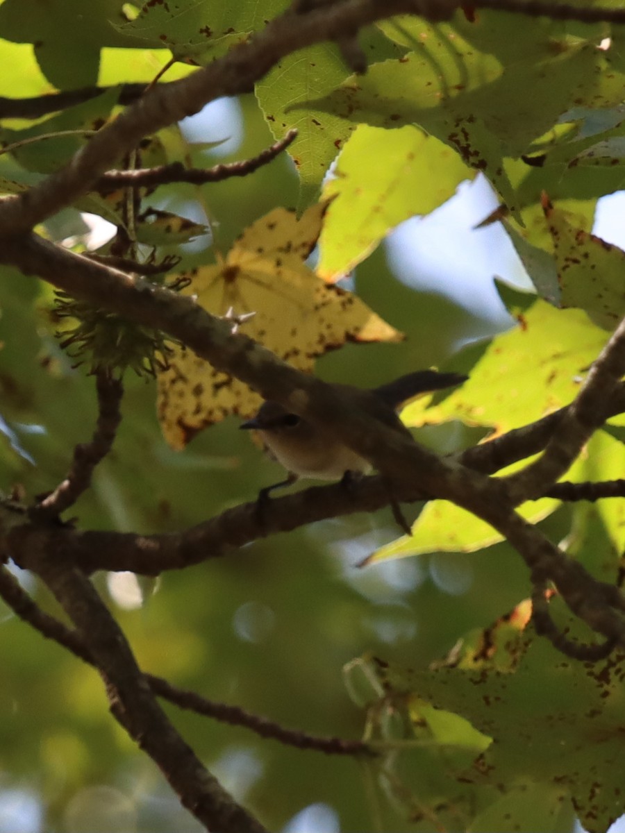 American Redstart - ML641844842