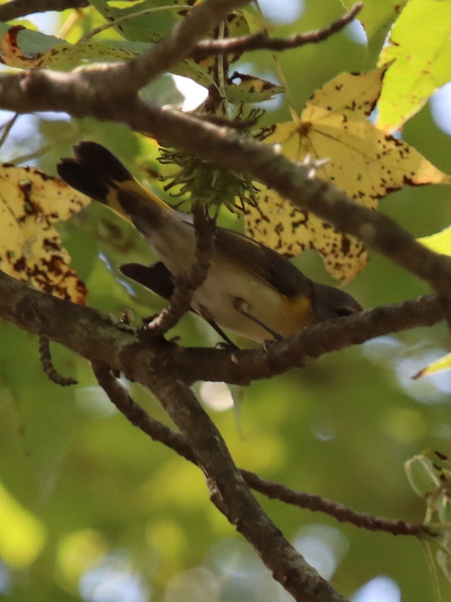 American Redstart - ML641844843