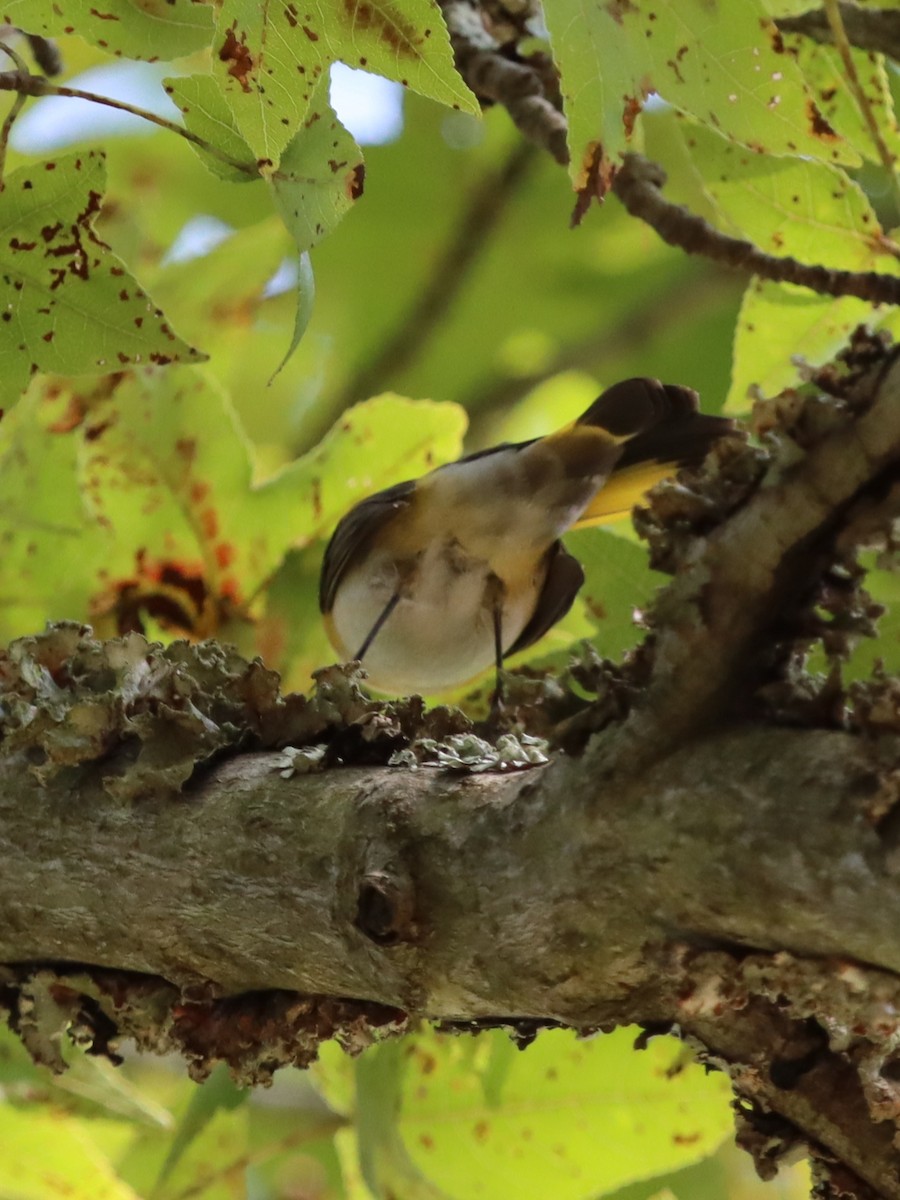 American Redstart - ML641844844