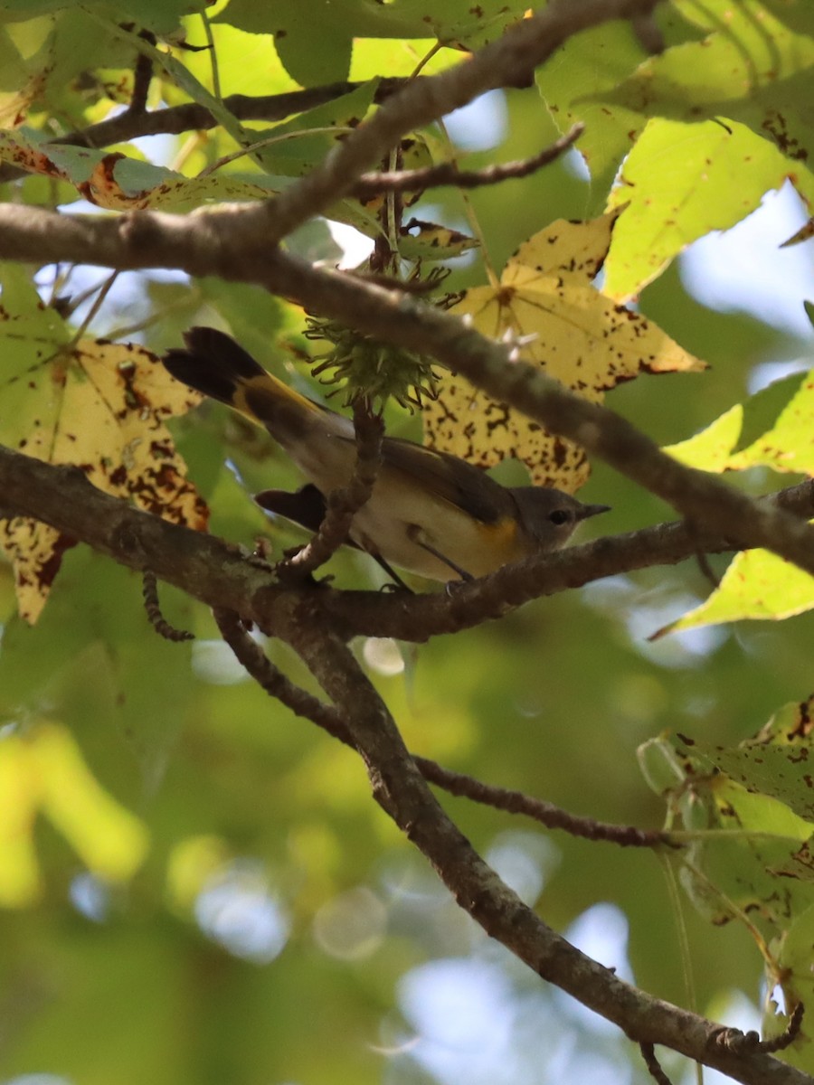 American Redstart - ML641844845