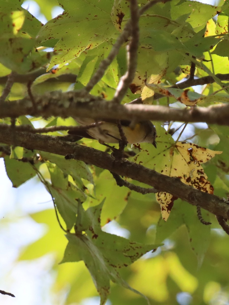 American Redstart - ML641844846