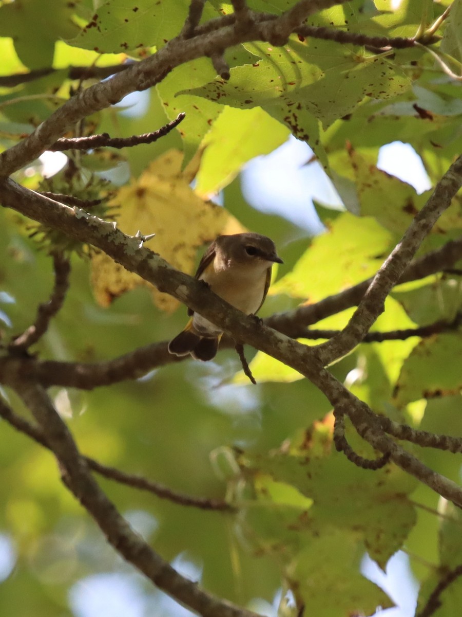 American Redstart - ML641844847