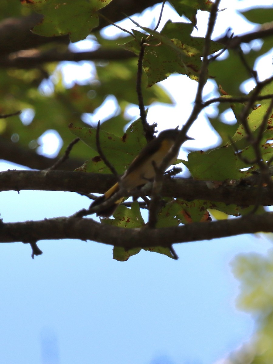 American Redstart - ML641844848