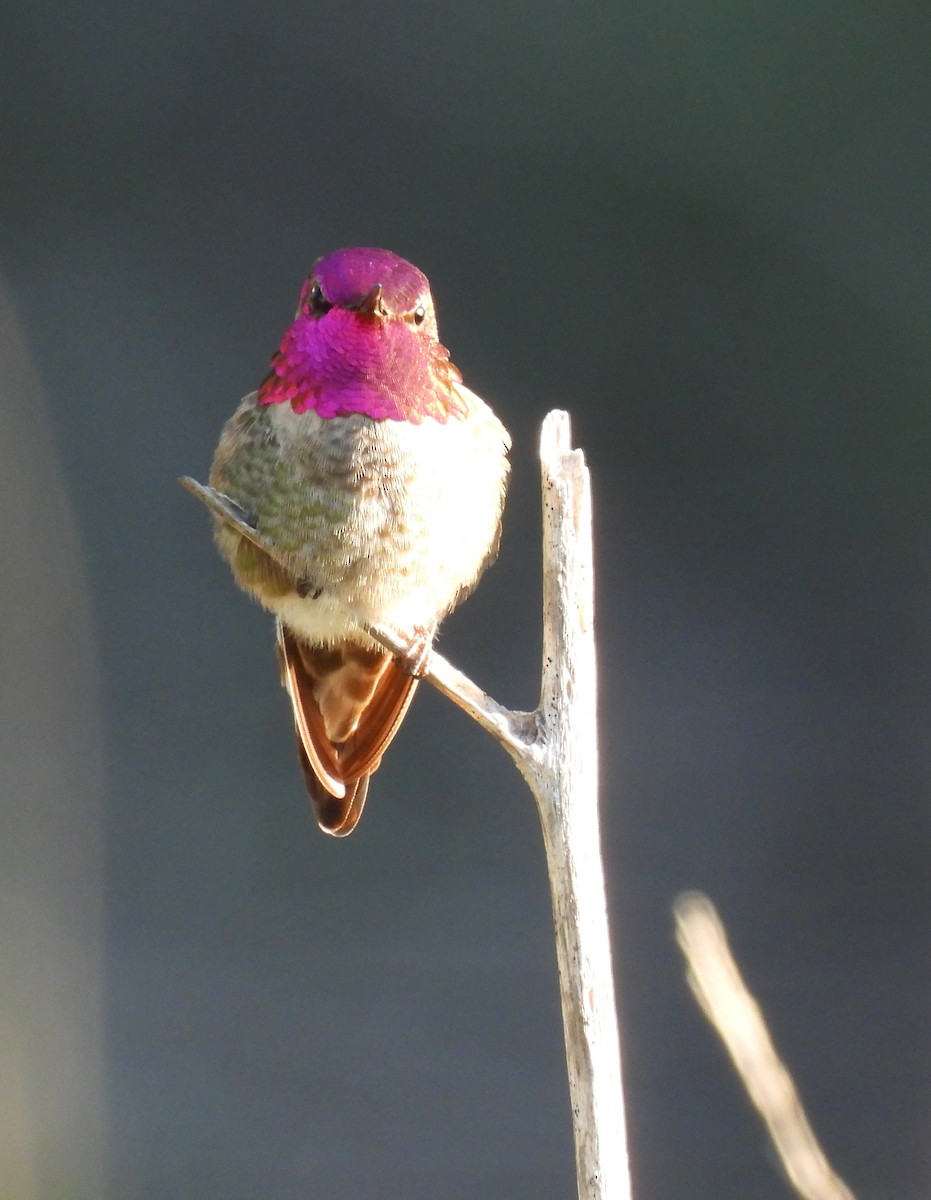 Anna's Hummingbird - ML641844865