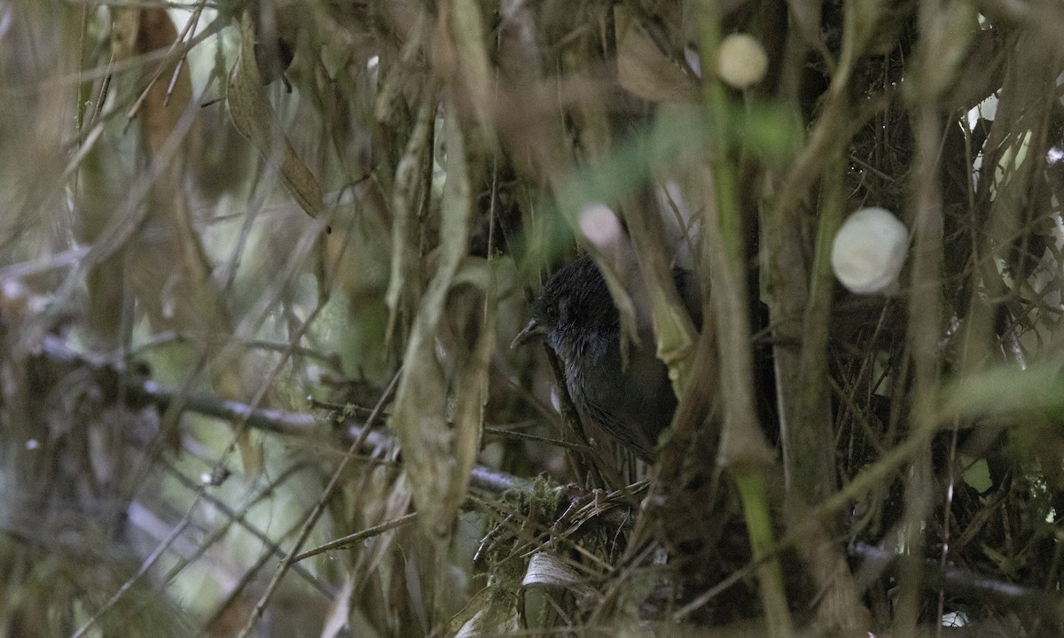 Ash-colored Tapaculo - ML641844870