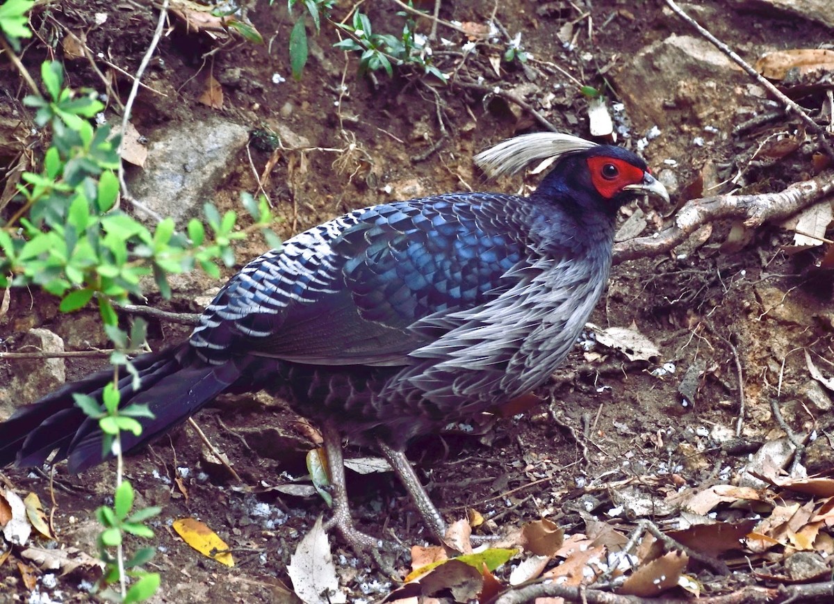 Kalij Pheasant - ML641844880