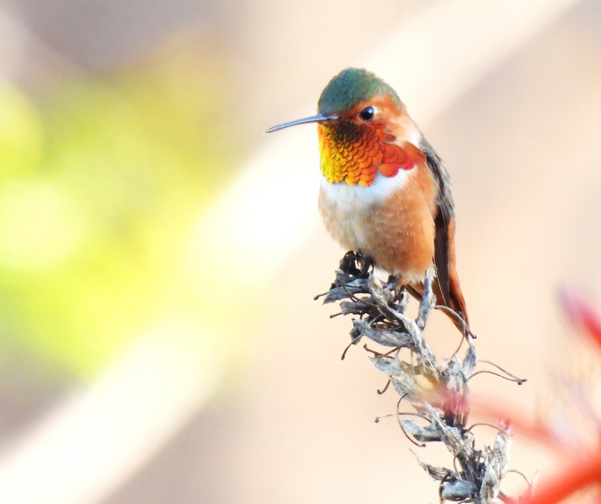 Allen's Hummingbird - ML641844881