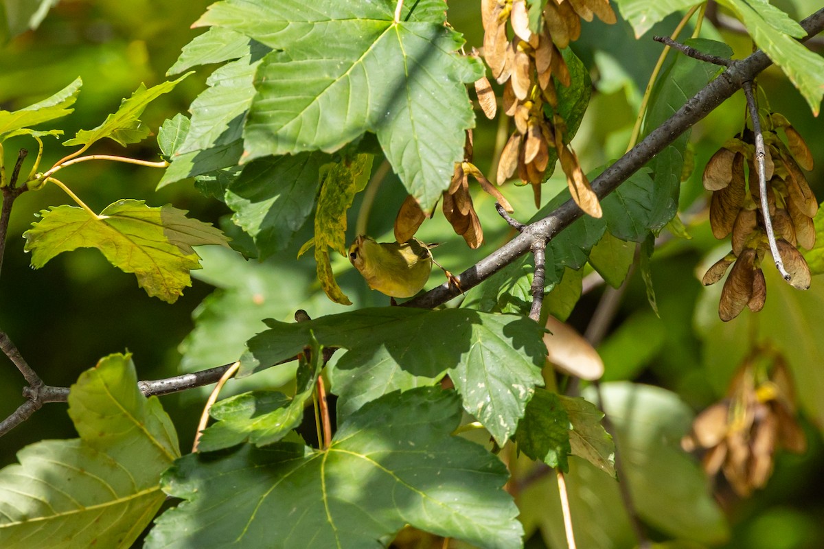 キタヤナギムシクイ - ML641844886