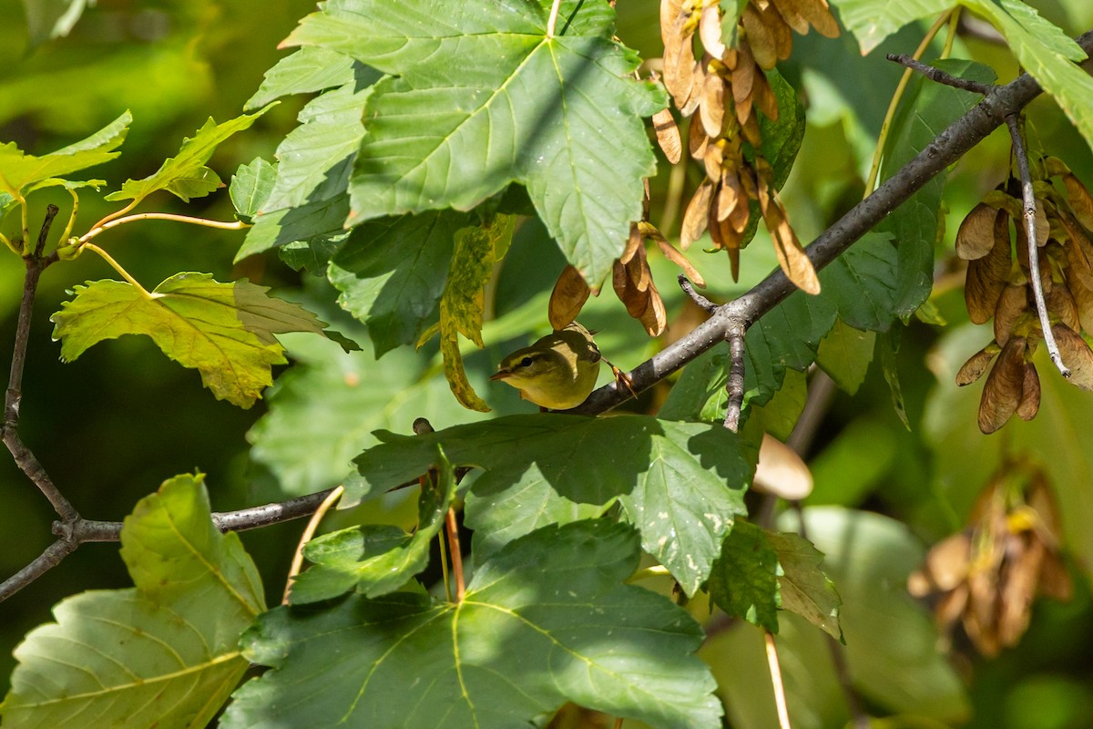 キタヤナギムシクイ - ML641844887