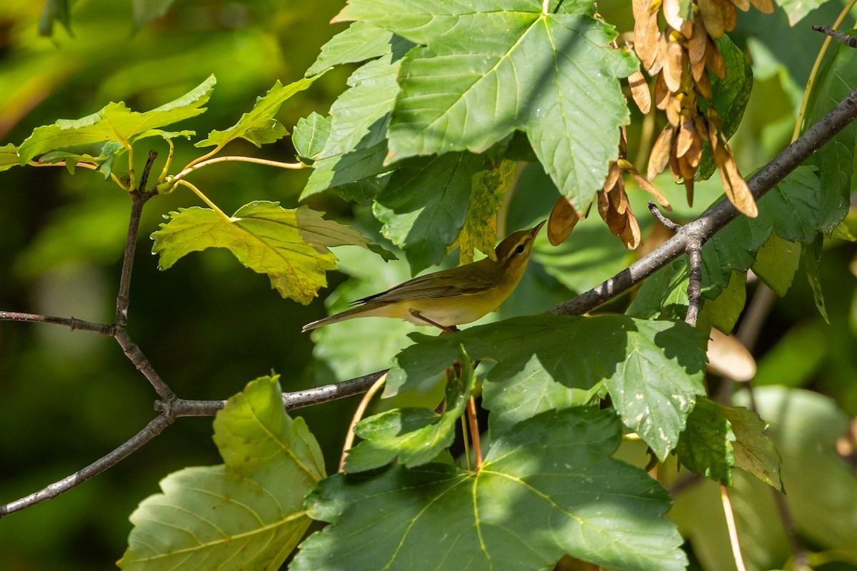 キタヤナギムシクイ - ML641844888