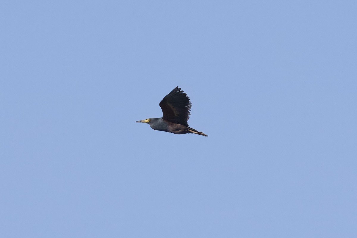 Rufous-bellied Heron - ML641844901