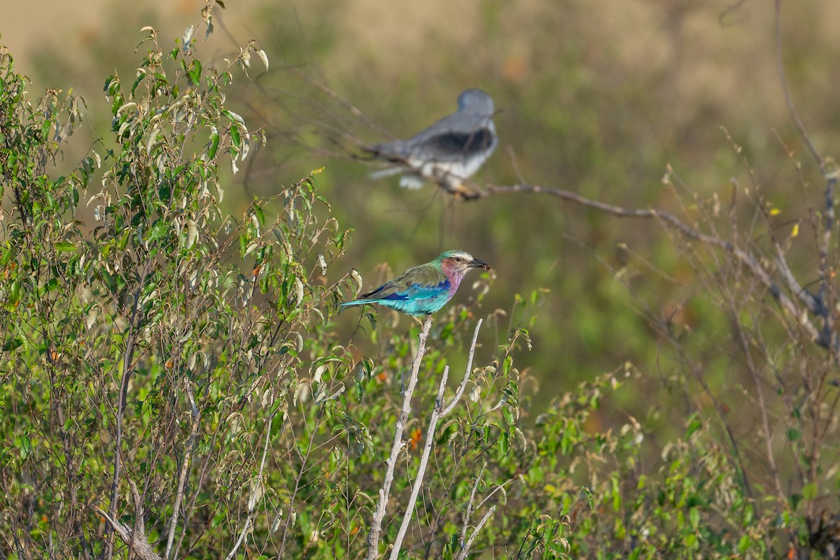 Lilac-breasted Roller - ML641844903
