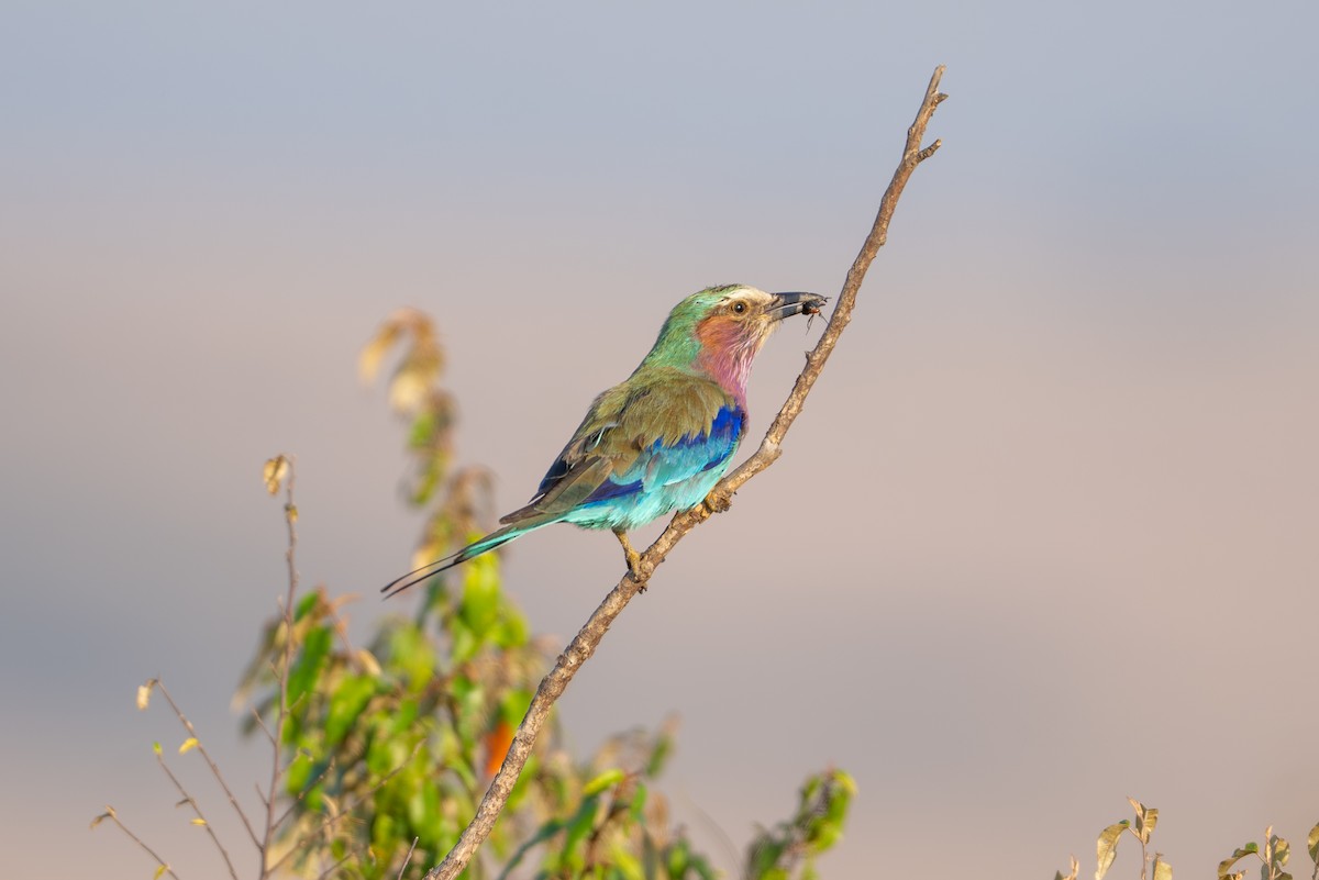 Lilac-breasted Roller - ML641844905