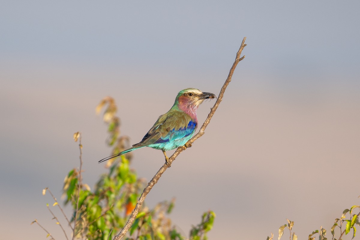 Lilac-breasted Roller - ML641844906
