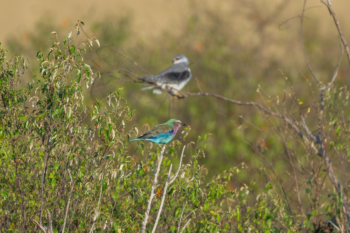 Lilac-breasted Roller - ML641844909