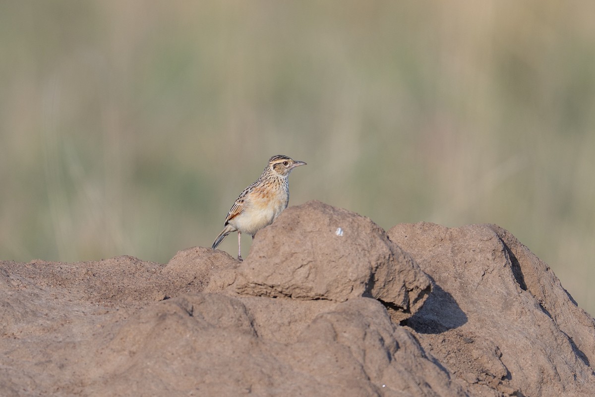 Rufous-naped Lark - ML641844916