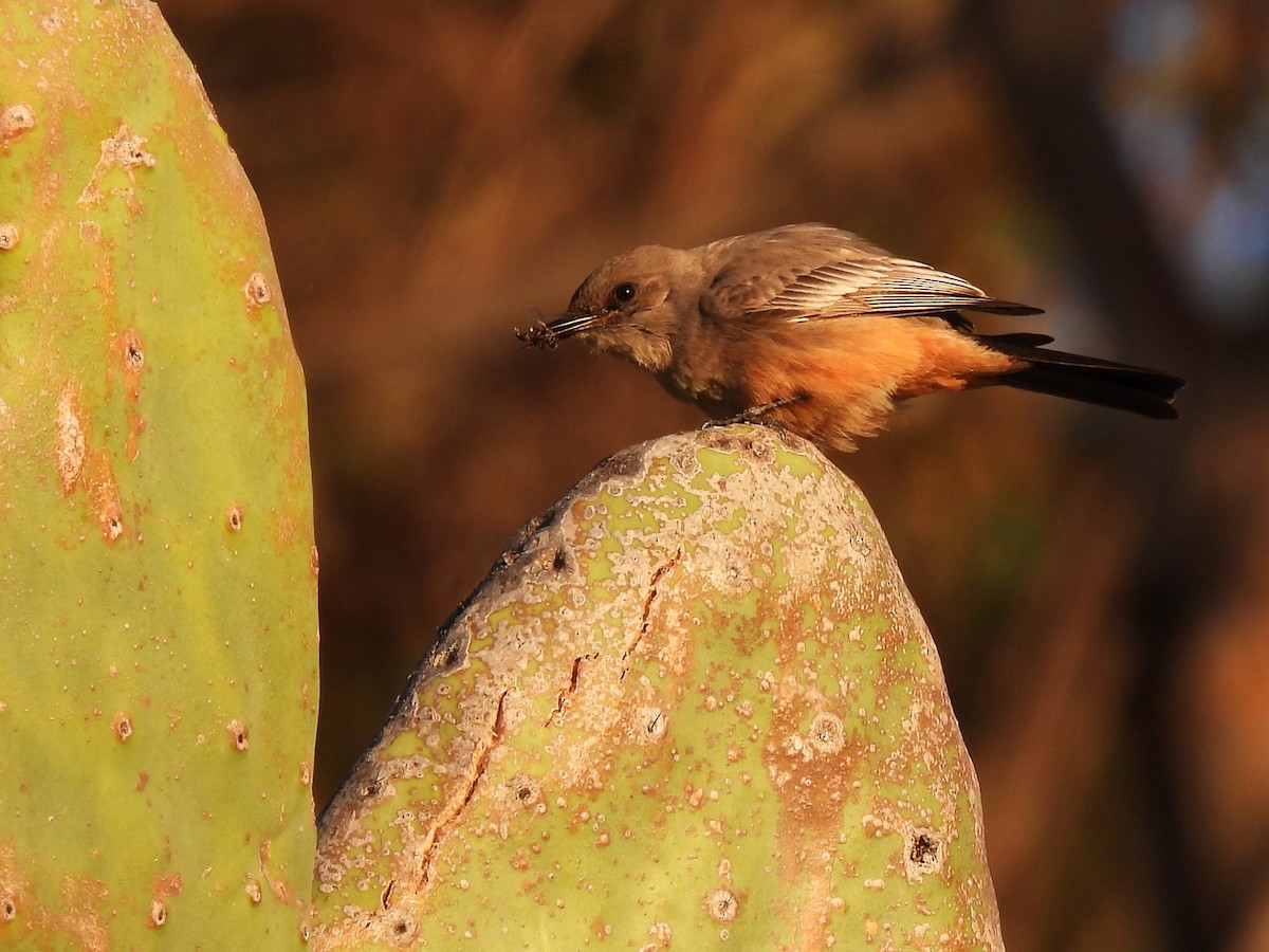 Say's Phoebe - ML641844920