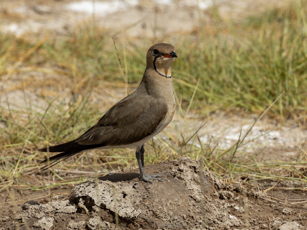 Pratinkola eurasiarra - ML641844931