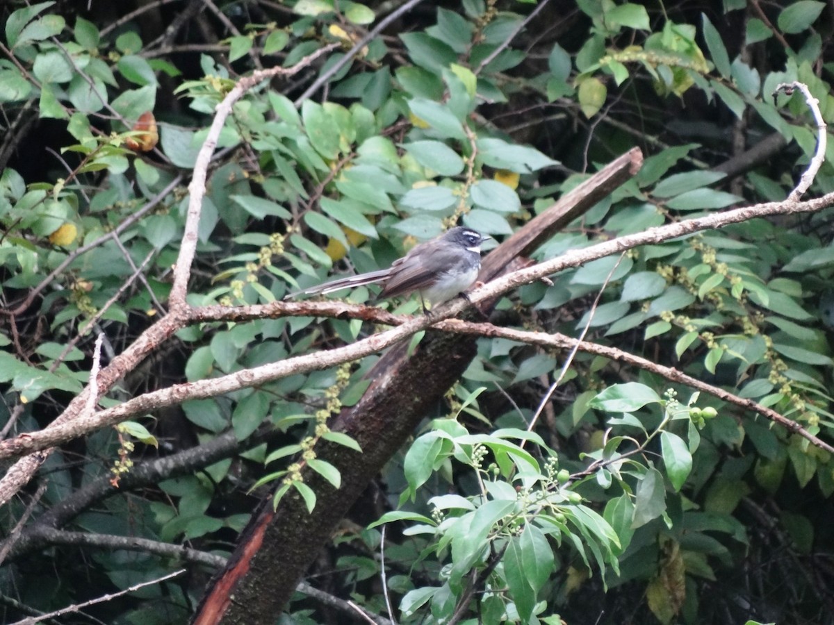 Spot-breasted Fantail - ML641844933