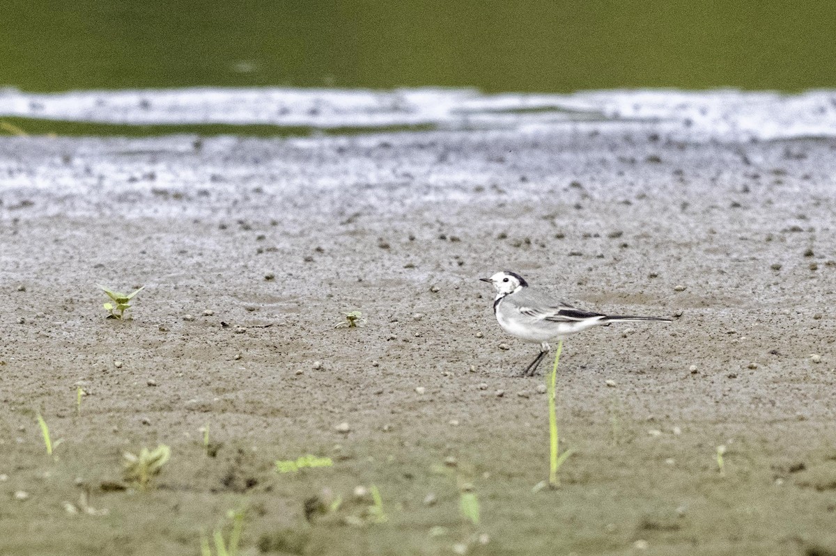 White Wagtail - ML641844936