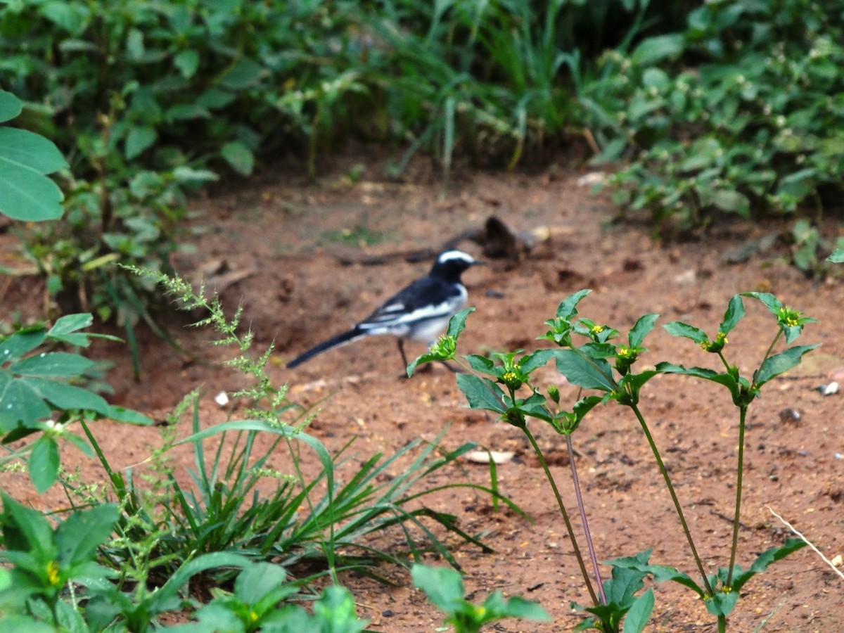 White-browed Wagtail - ML641844943