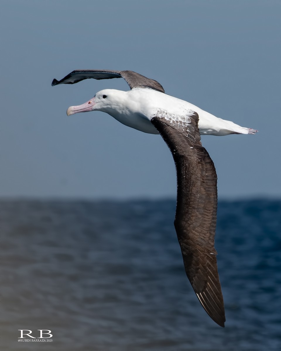 Northern Royal Albatross - ML641844956