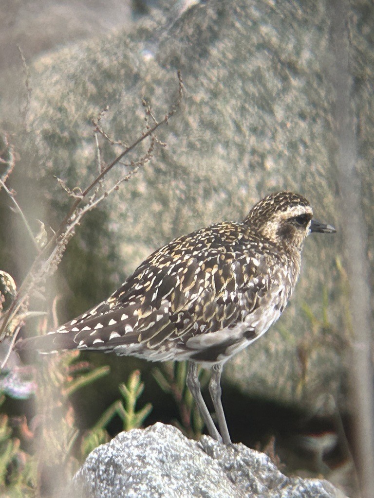 Pacific Golden-Plover - ML641844957