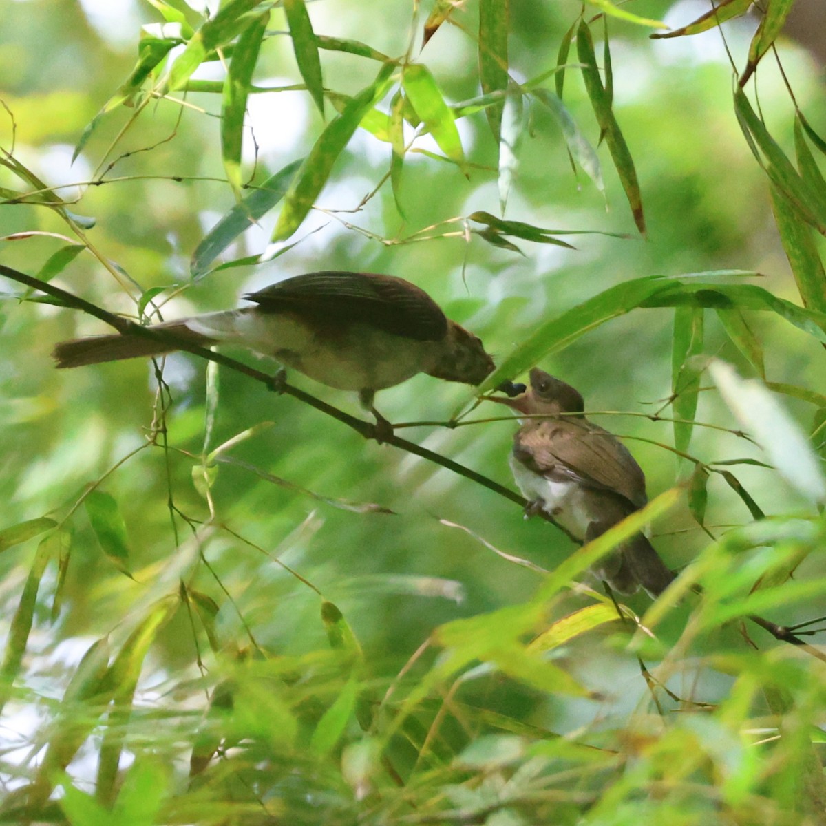 Chestnut Bulbul - ML641844959