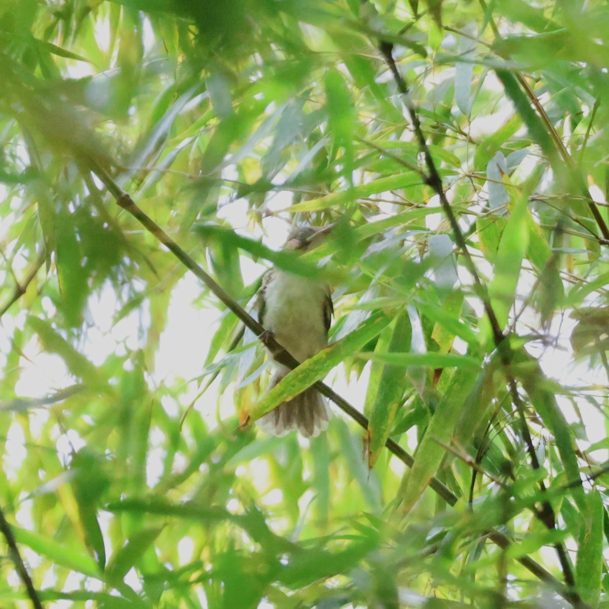 Chestnut Bulbul - ML641844963